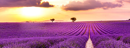 Panoramic Canvas Lavender Field Sunset View Photograph High Quality 100% Australian made wall Canvas Print ready to hang