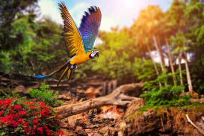 Macaw Parrot fly in Forest Photograph Print 100% Australian Made