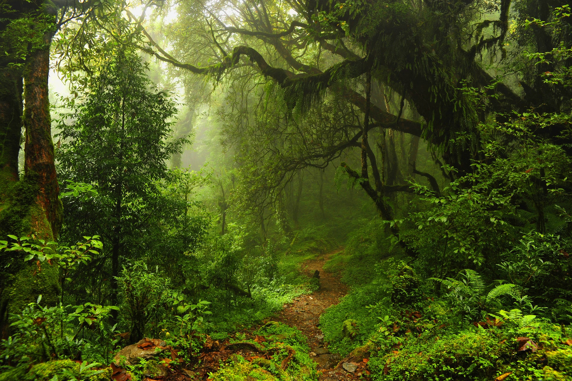 Deep Forest View Photograph Print 100% Australian Made