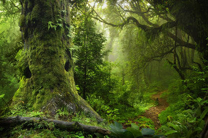 Deep Forest Photograph Print 100% Australian Made