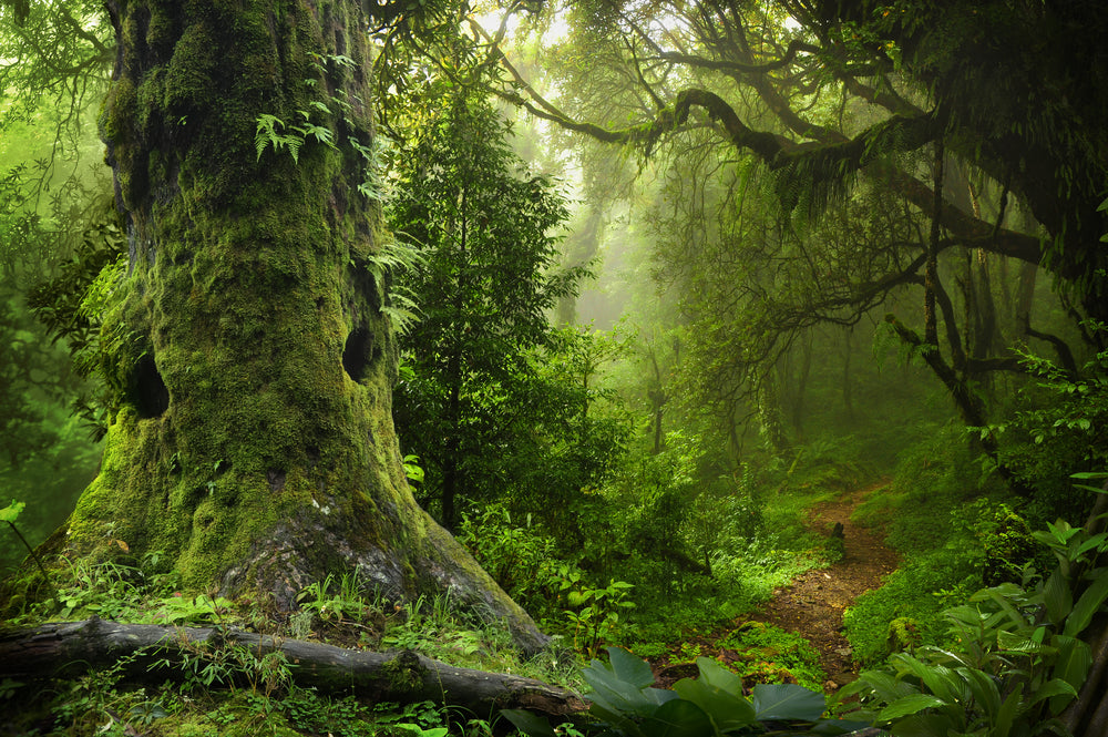 Deep Forest View Photograph Print 100% Australian Made