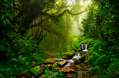 Deep Forest View Photograph Print 100% Australian Made