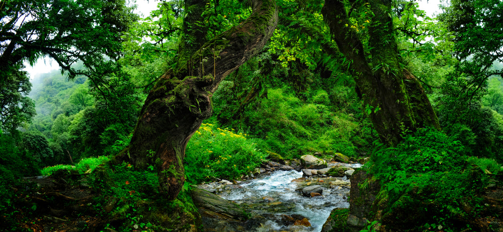 Panoramic Canvas Deep Forest Photograph High Quality 100% Australian made wall Canvas Print ready to hang