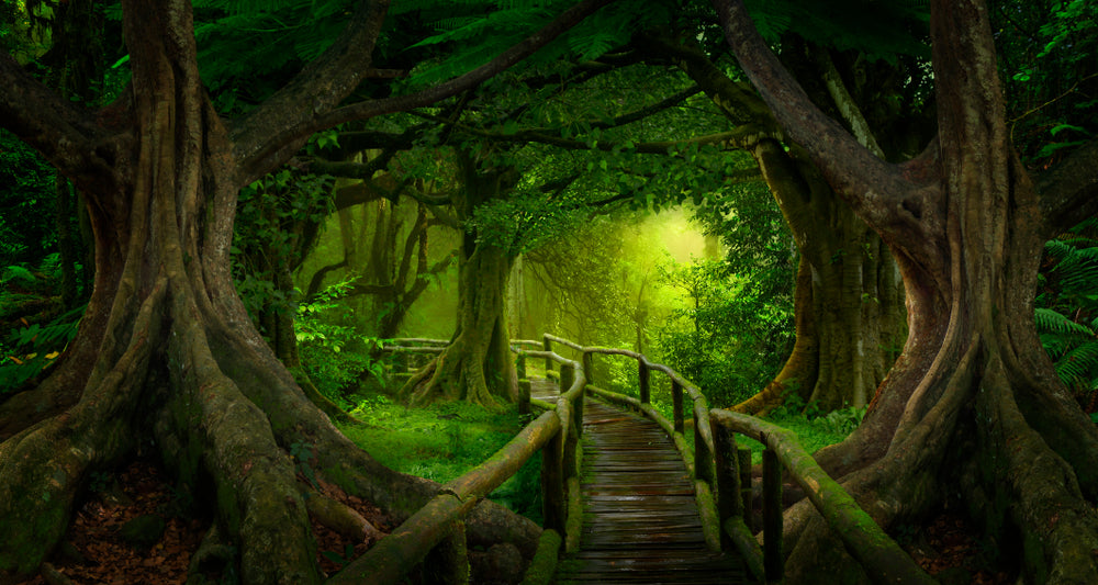 Deep Forest Photograph Print 100% Australian Made