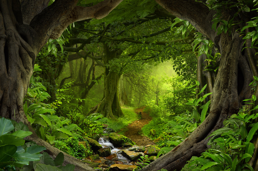 Stunning Deep Forest Photograph Home Decor Premium Quality Poster Print Choose Your Sizes