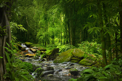 Deep Forest Photograph Print 100% Australian Made