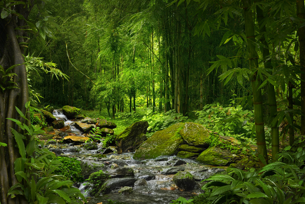 Deep Forest View Photograph Print 100% Australian Made