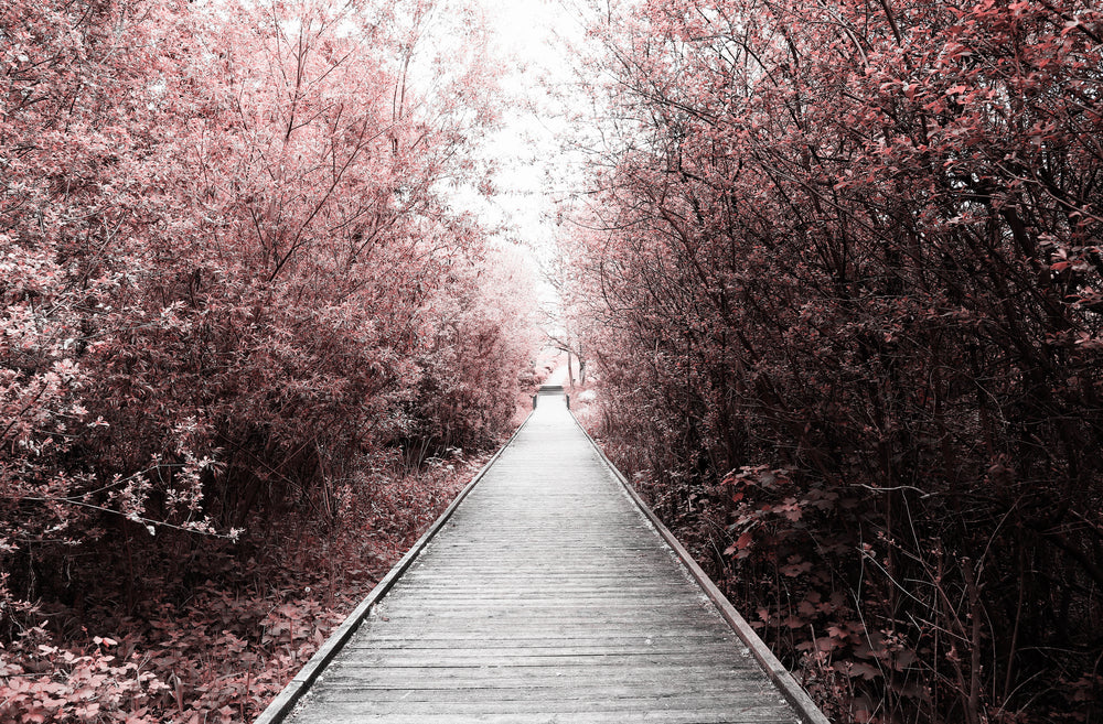 Wooden Path in Forest Photograph Home Decor Premium Quality Poster Print Choose Your Sizes