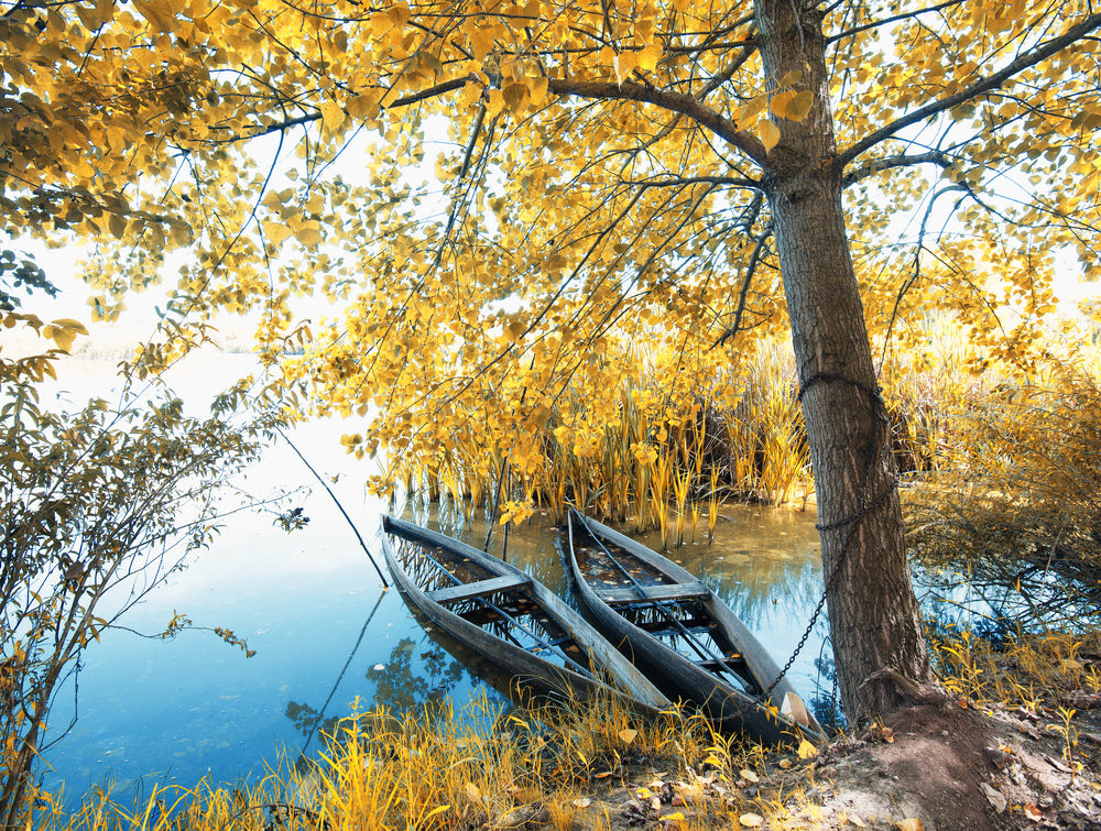 Yellow Leafy Tree Forest & Boat on Lake Photograph Print 100% Australian Made