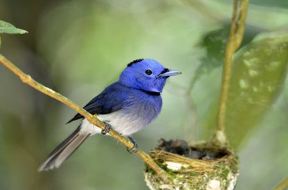 Blue Bird on a Tree Closeup Photograph Print 100% Australian Made
