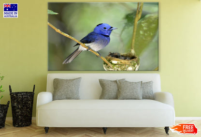 Blue Bird Photograph Print 100% Australian Made