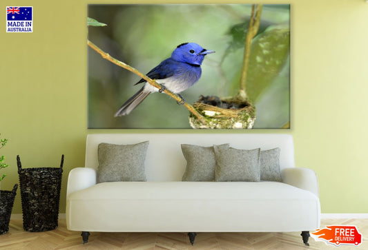 Blue Bird Photograph Print 100% Australian Made