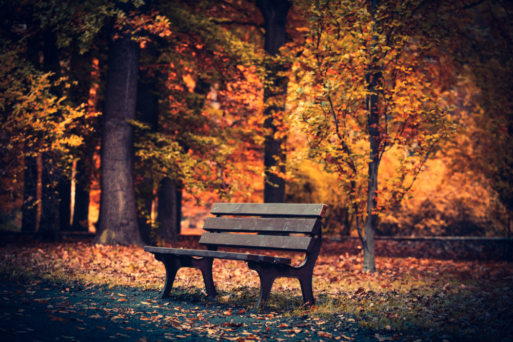 Bench in Autumn Forest Photograph Print 100% Australian Made