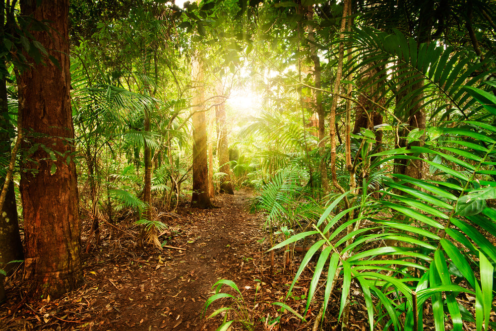 Sunrays in Forest Photograph Home Decor Premium Quality Poster Print Choose Your Sizes