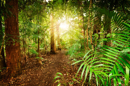 Sunrise Through Forest Photograph Home Decor Premium Quality Poster Print Choose Your Sizes