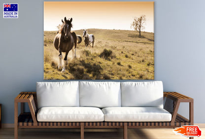 Horses Running on Meadow Photograph Print 100% Australian Made