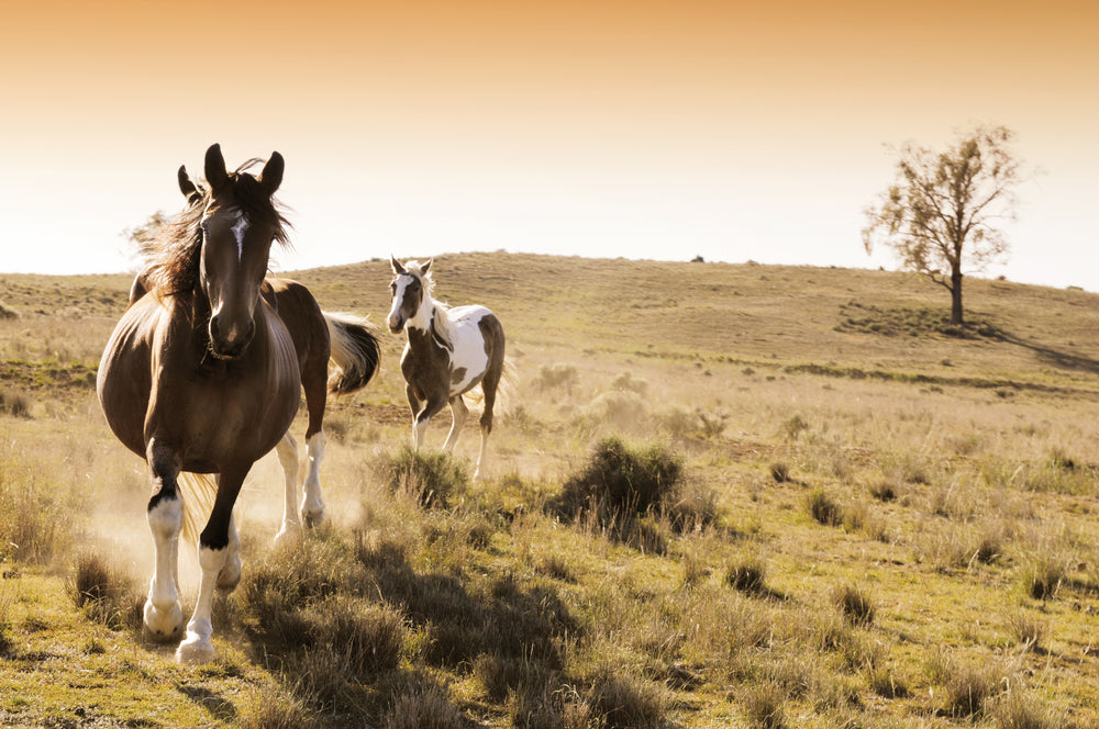 Running Horses Photograph Home Decor Premium Quality Poster Print Choose Your Sizes