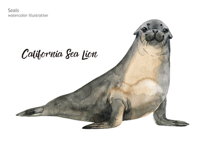 Sea Lion Watercolor Painting Home Decor Premium Quality Poster Print Choose Your Sizes