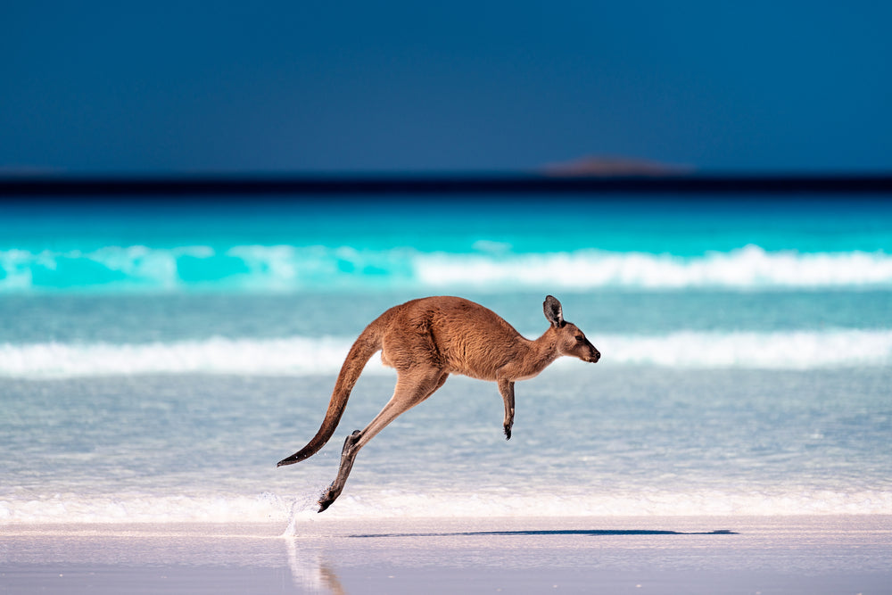 Kangaroo Running at Beach Photograph Home Decor Premium Quality Poster Print Choose Your Sizes