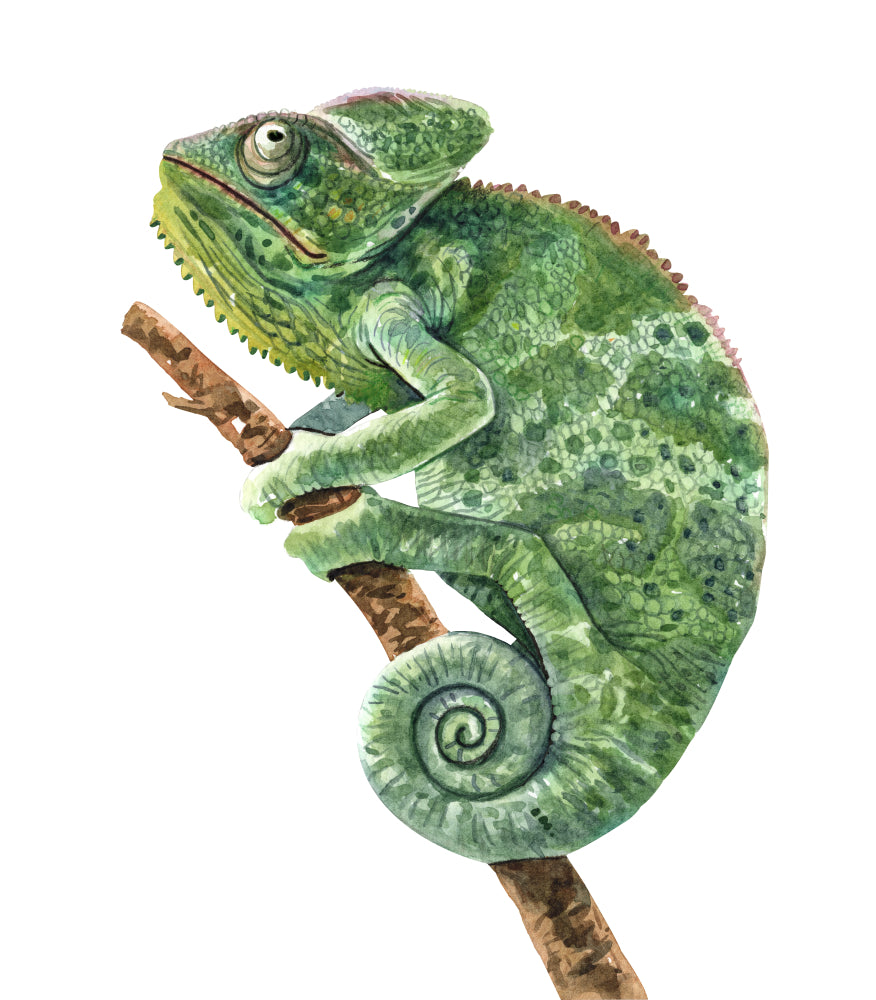 Green Chameleon Watercolor Painting Print 100% Australian Made