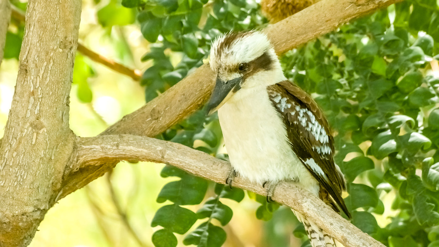 Bird Sitting on A Tree Branch Photograph Print 100% Australian Made