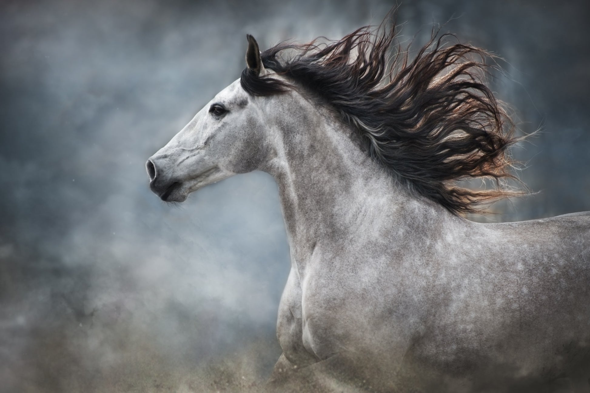 Horse Portrait Oil Painting Home Decor Premium Quality Poster Print Choose Your Sizes