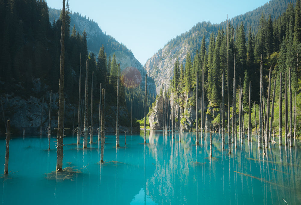 Trees & Lake Scenery Photograph Home Decor Premium Quality Poster Print Choose Your Sizes