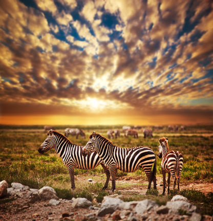 Square Canvas Zebras at Sunset Photograph High Quality Print 100% Australian Made