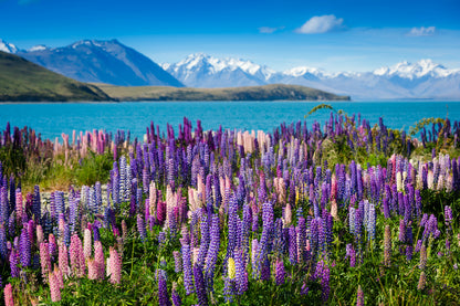 Llupins Flowers Near Mountain Lake Photograph Print 100% Australian Made