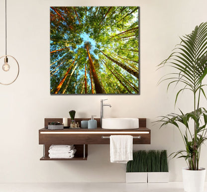 Square Canvas Forest Tree View from Under Photograph High Quality Print 100% Australian Made