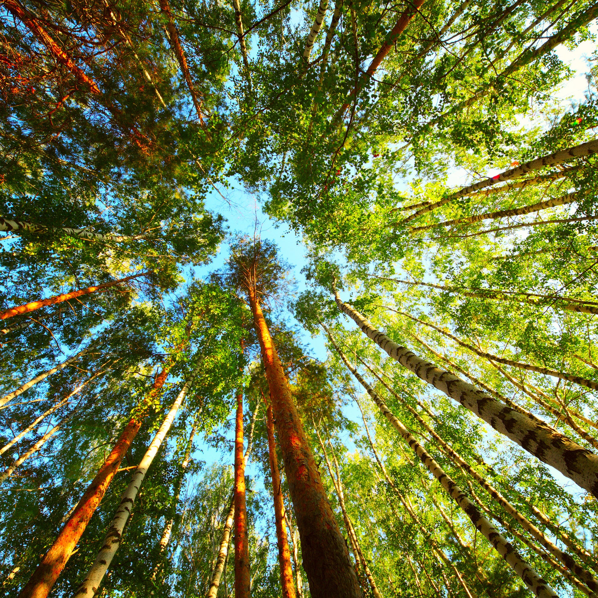 Square Canvas Forest Tree View from Under Photograph High Quality Print 100% Australian Made