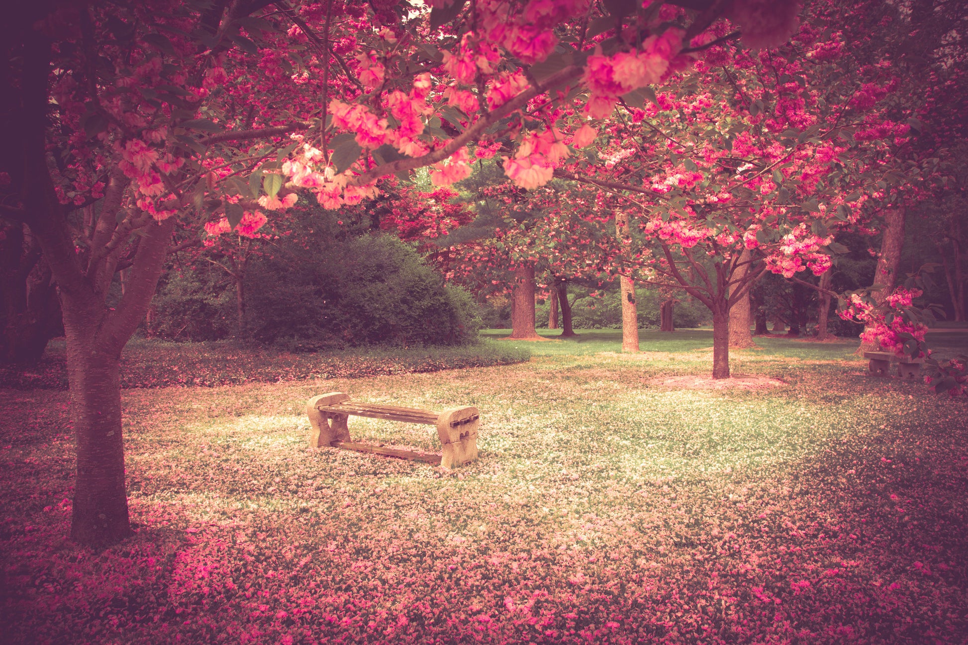 Bench on Blossom Tree Park Photograph Print 100% Australian Made