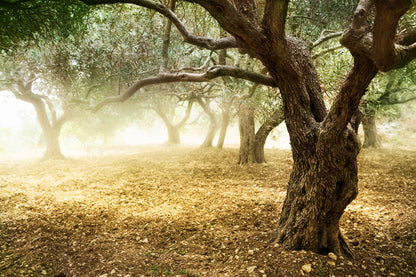 Autumn Trees Forest Photograph Print 100% Australian Made