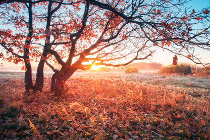 Autumn Trees Forest Photograph Print 100% Australian Made