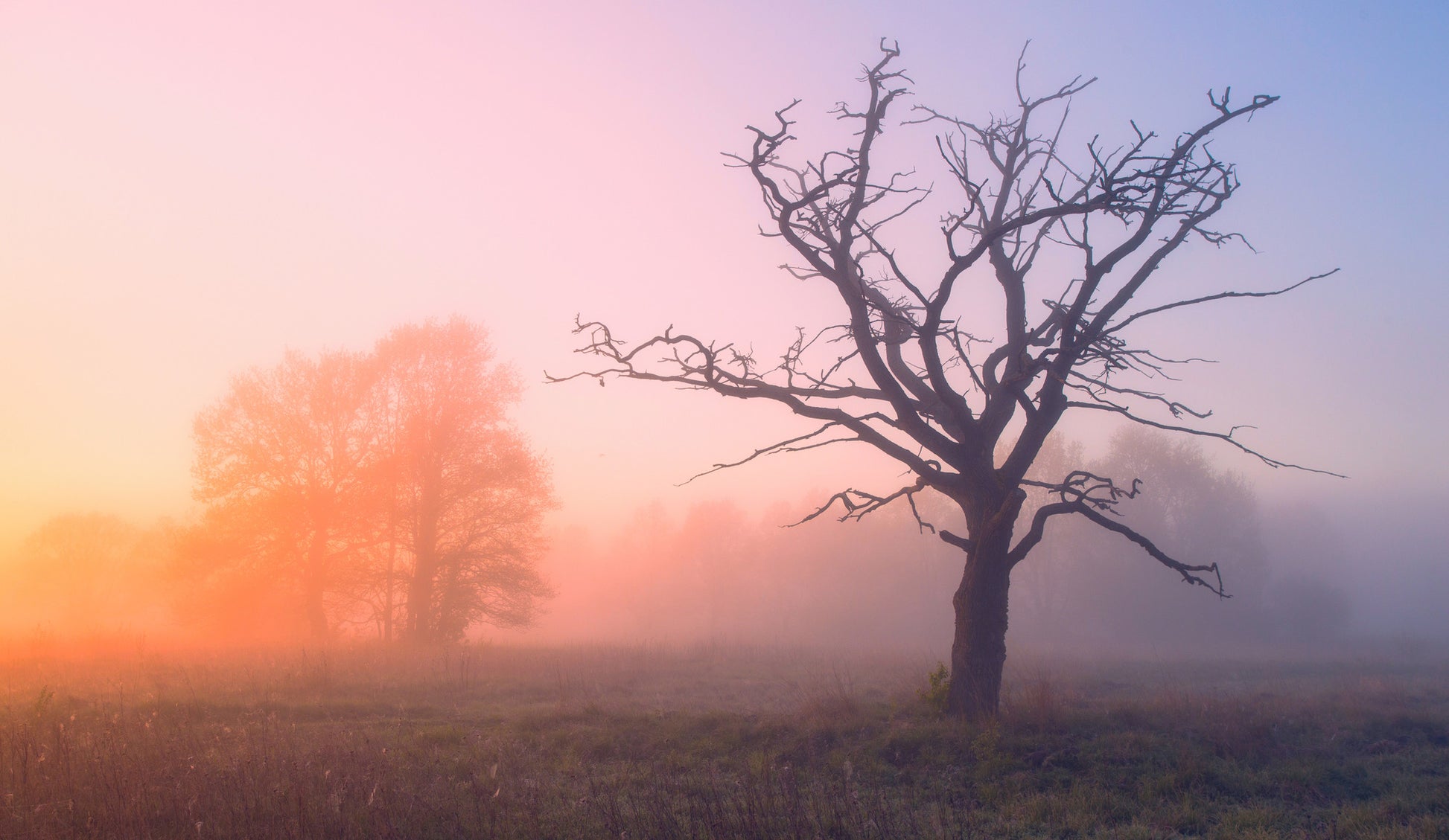 Dead Tree in Mist Photograph Print 100% Australian Made