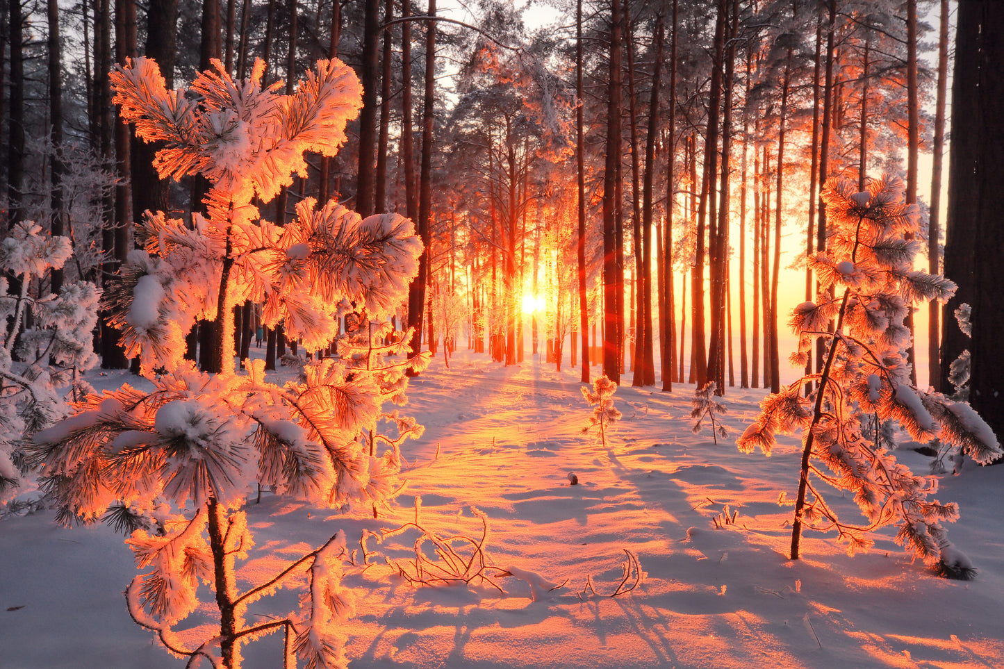 Forest Covered with Snow Sunset Photograph Home Decor Premium Quality Poster Print Choose Your Sizes