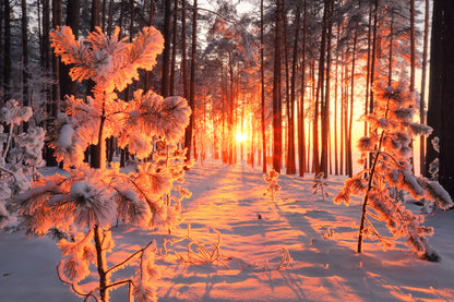 Forest Covered with Snow Sunset Photograph Home Decor Premium Quality Poster Print Choose Your Sizes
