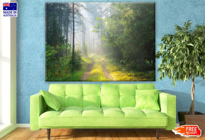 Sunrays in Forest Photograph Print 100% Australian Made