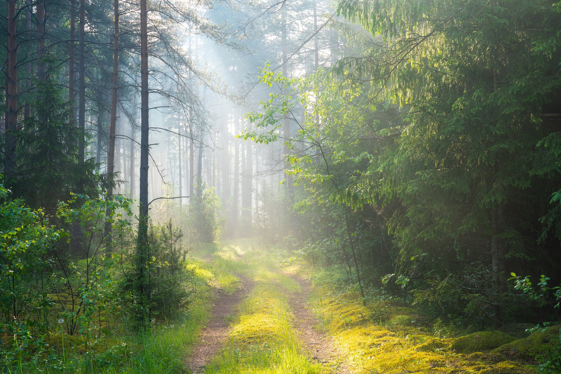 Road in Forest View Photograph Home Decor Premium Quality Poster Print Choose Your Sizes