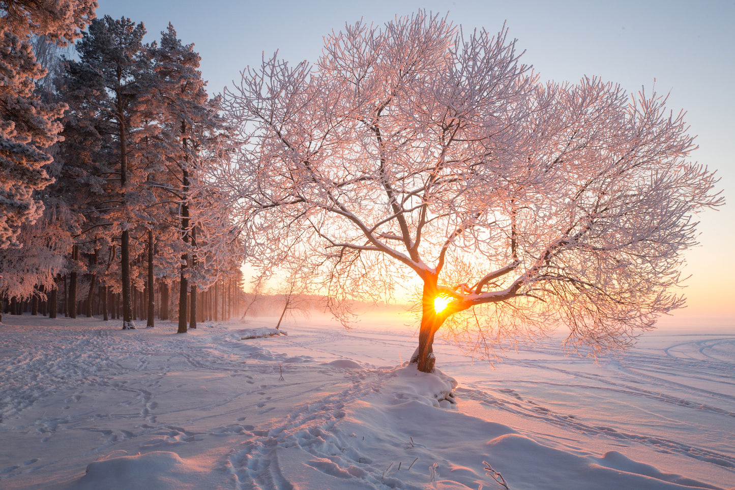 Tree on Snow Sunset Photograph Print 100% Australian Made