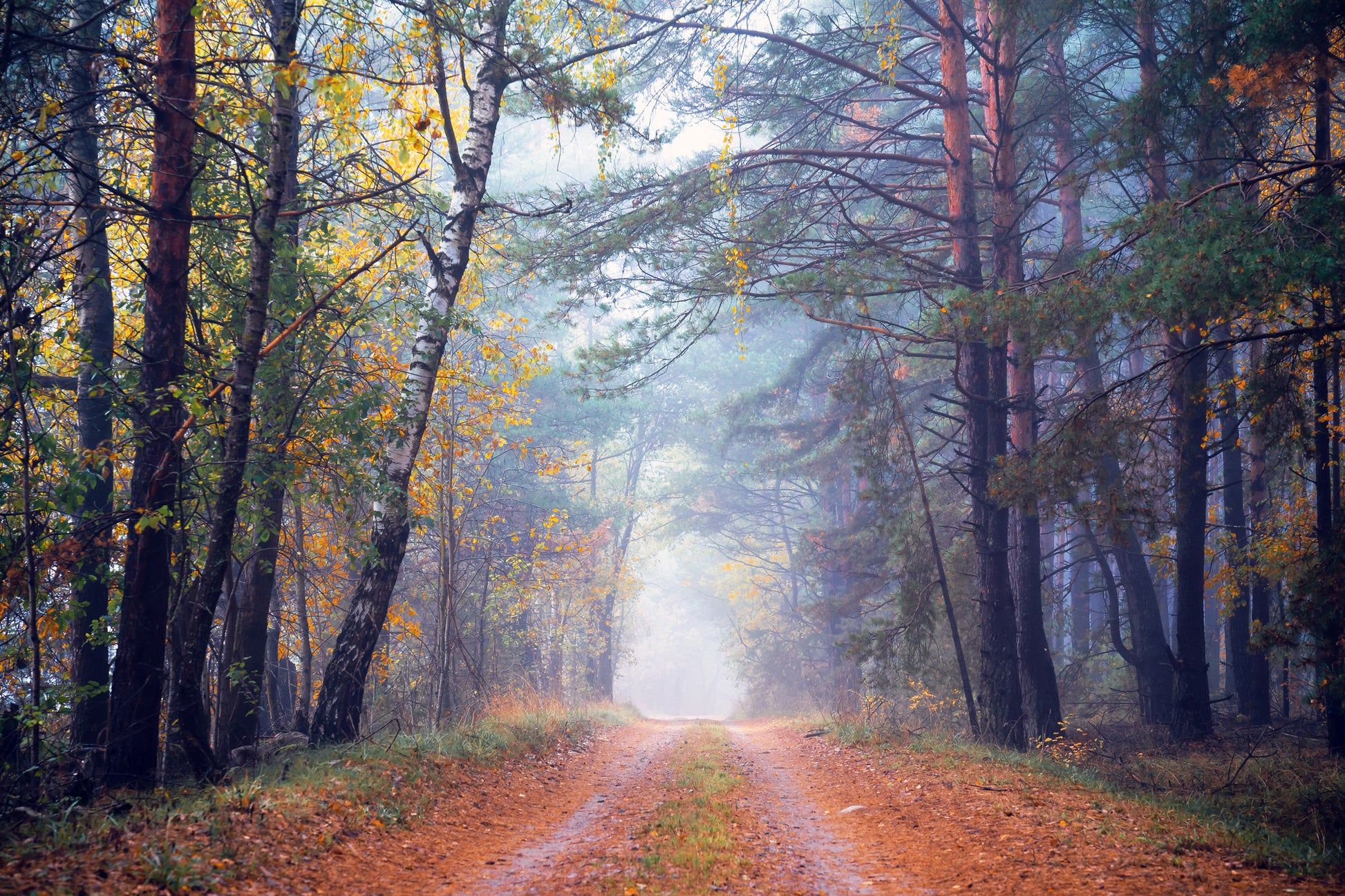 Road in Forest Photograph Print 100% Australian Made