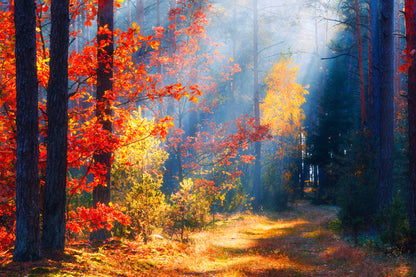 Autumn Forest Scenery Photograph Home Decor Premium Quality Poster Print Choose Your Sizes