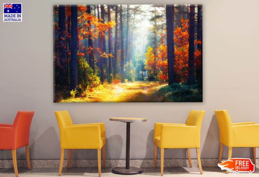 Sunrays in Autumn Forest Photograph Print 100% Australian Made