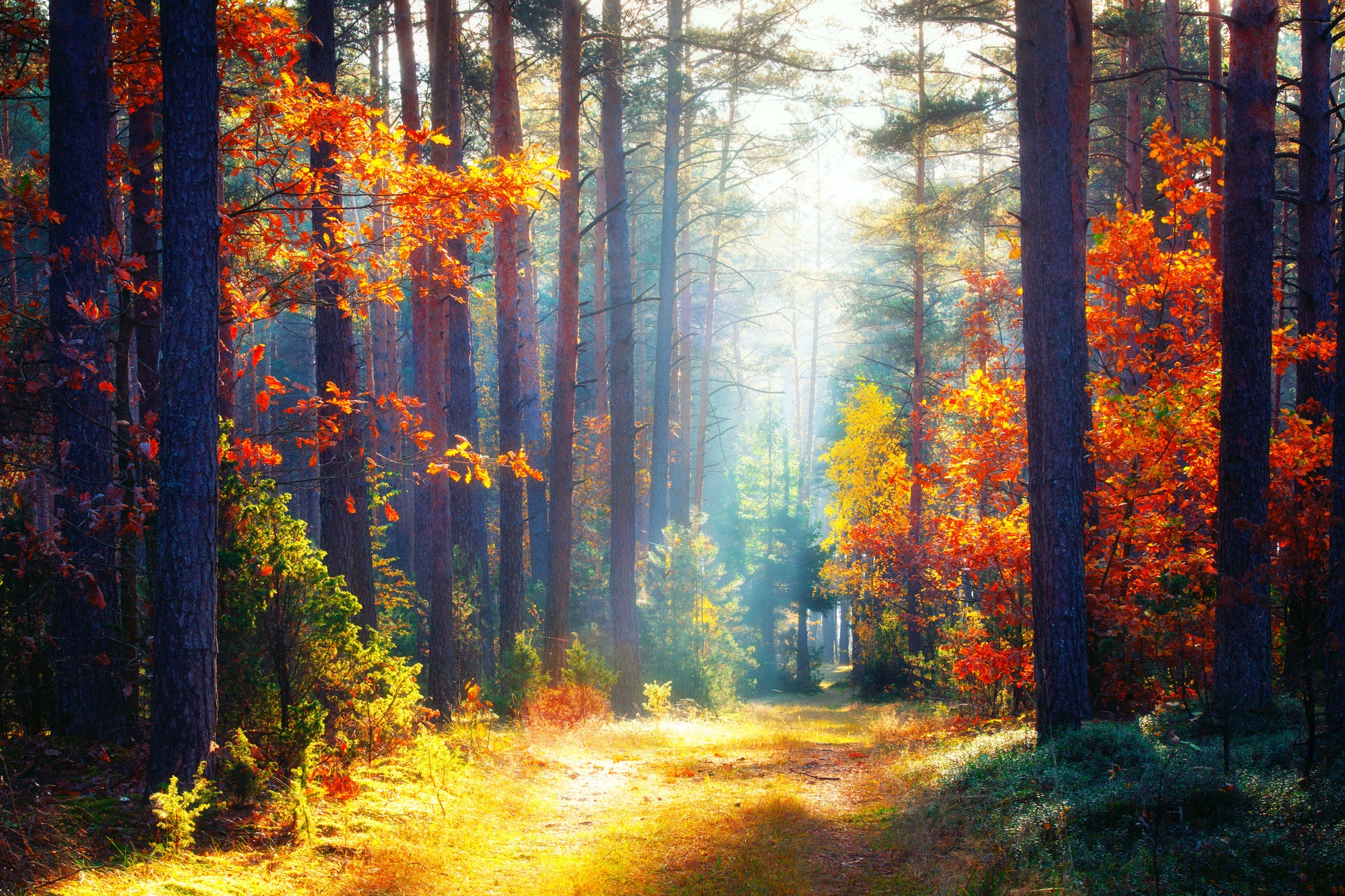 Sunrays in Autumn Forest Photograph Print 100% Australian Made