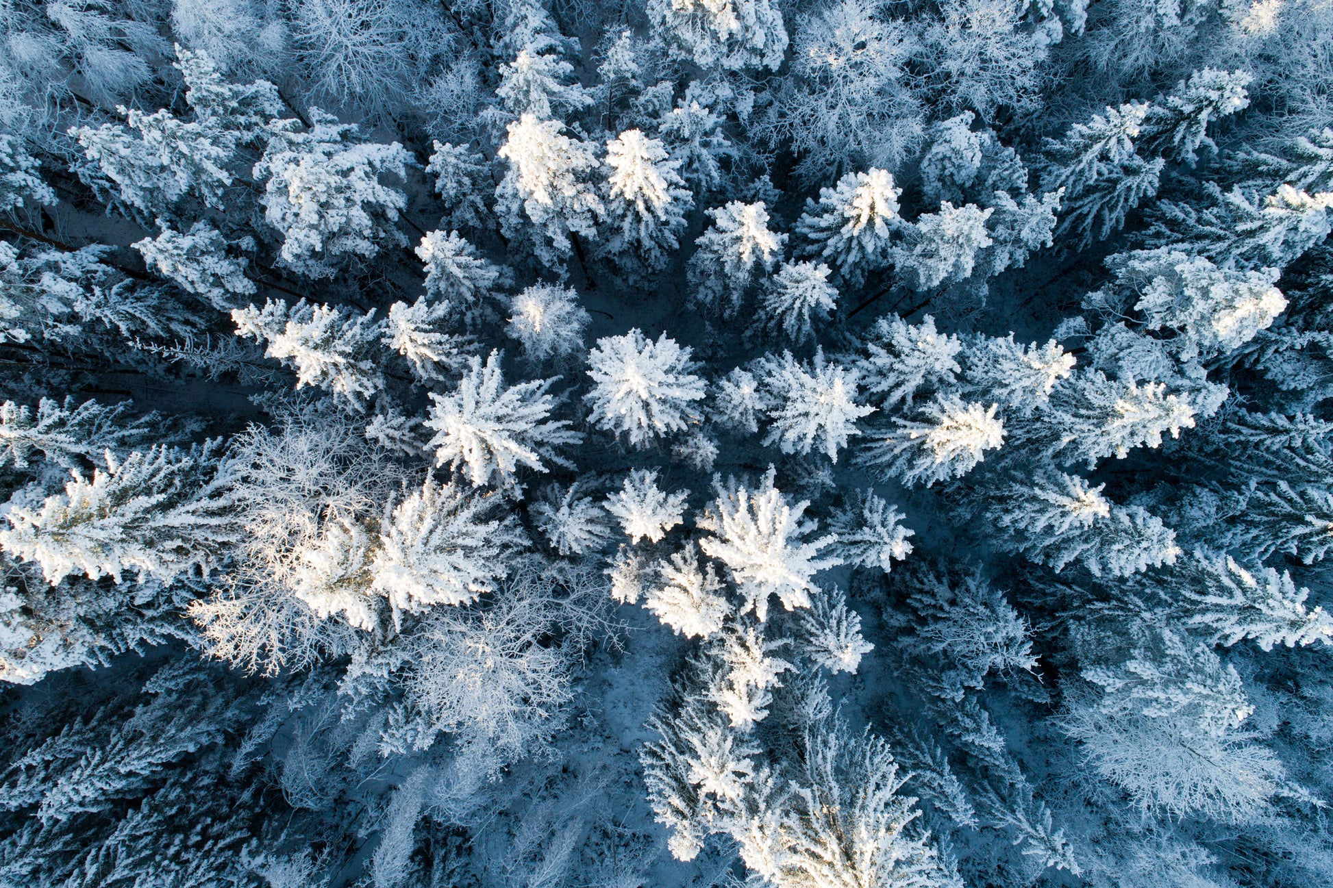 Snow Covered Pine Trees Forest Aerial View Photograph Print 100% Australian Made