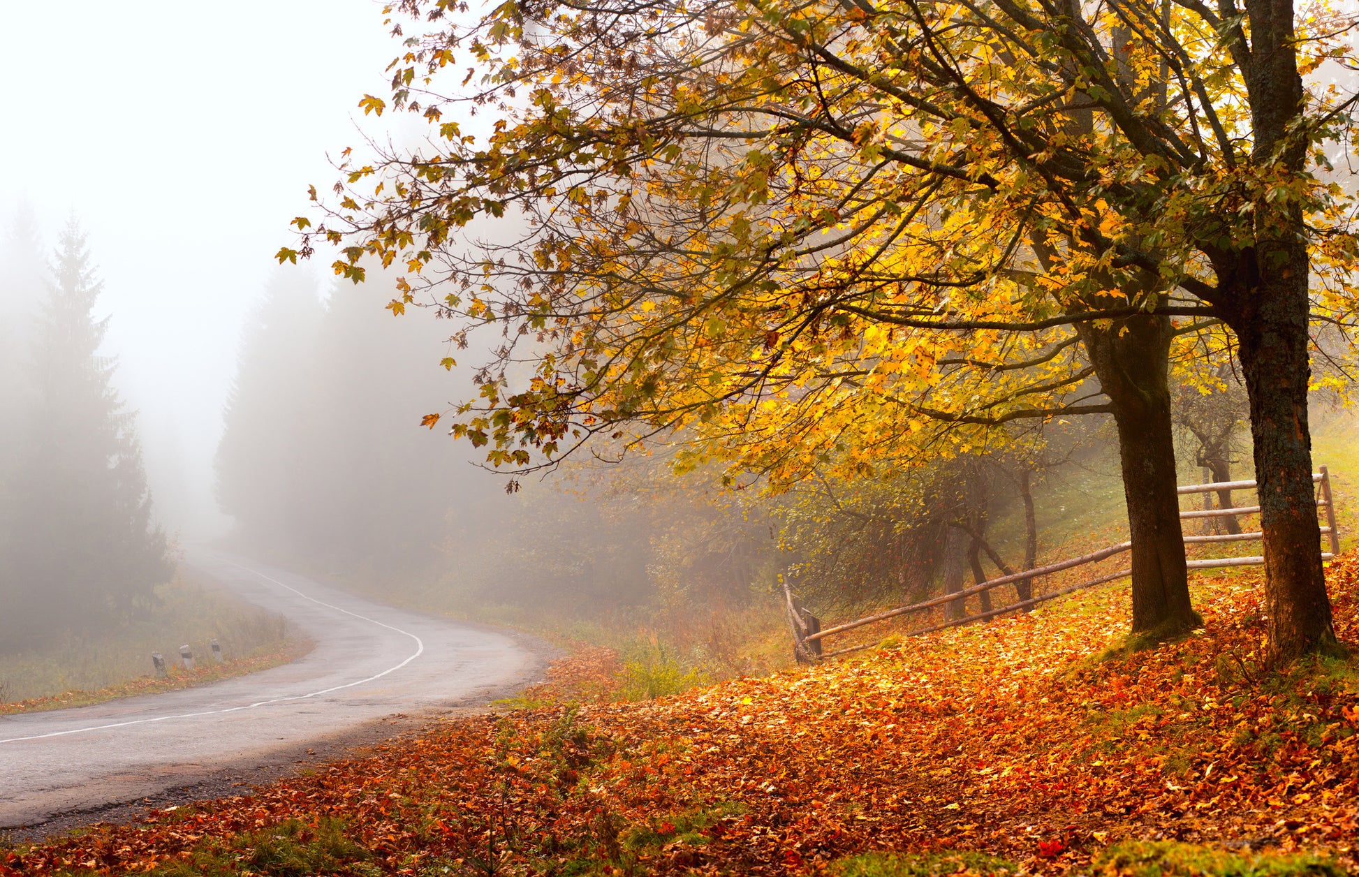 Autumn Forest & Road Photograph Home Decor Premium Quality Poster Print Choose Your Sizes