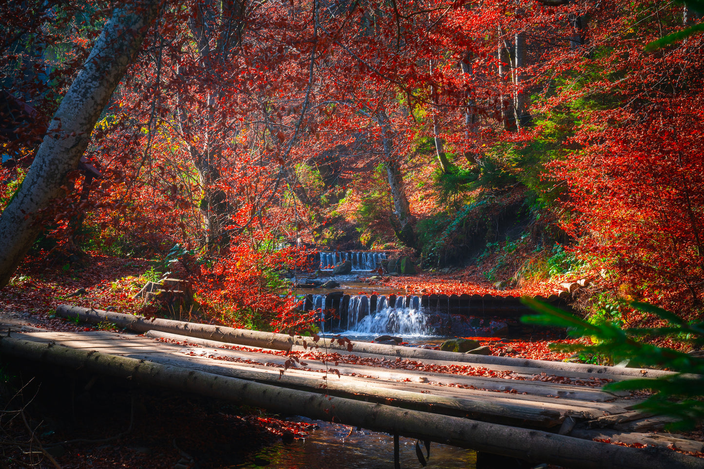 Autumn Deep Forest Photograph Print 100% Australian Made