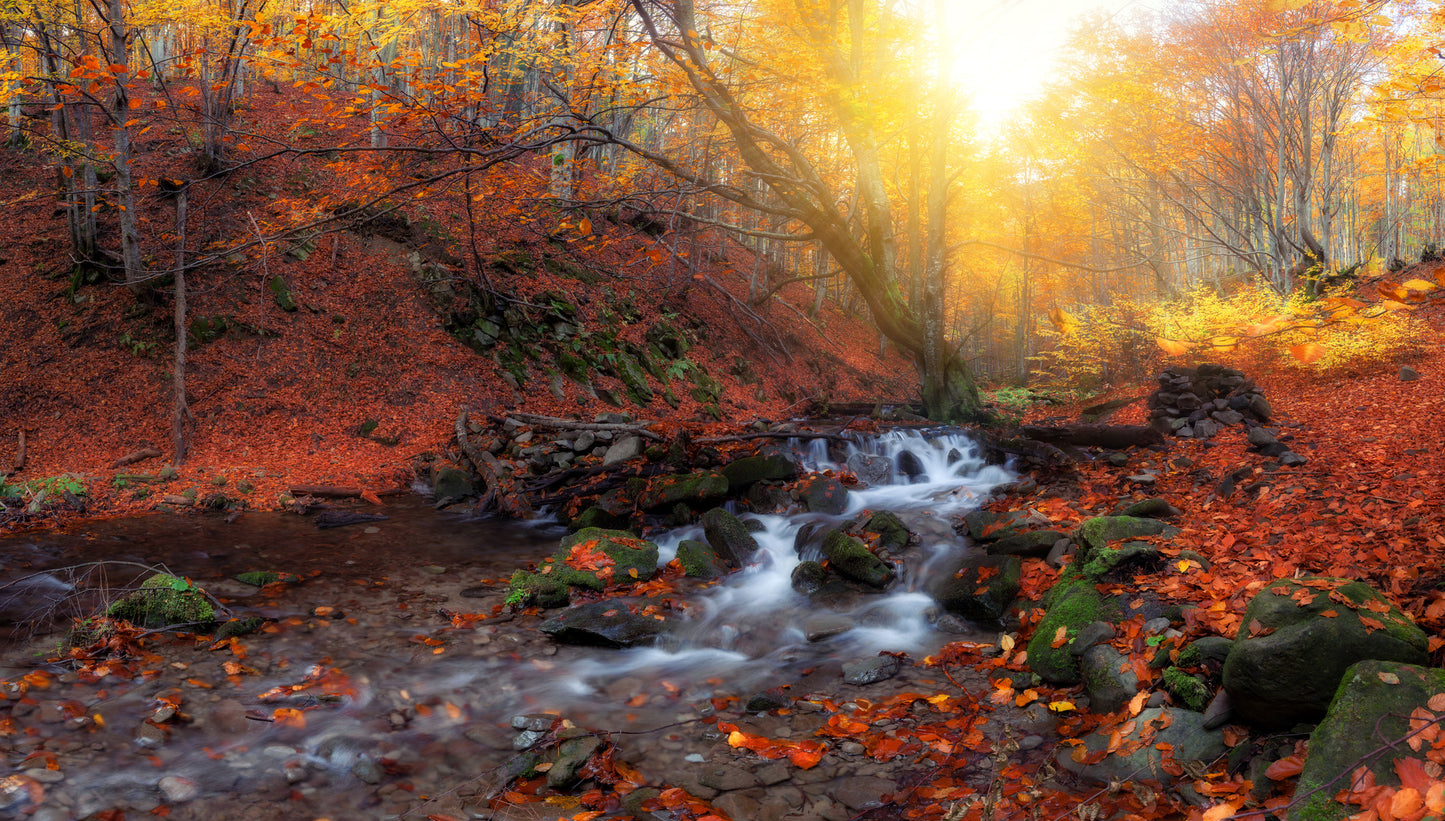 Autumn Forest with Water Stream Photograph Print 100% Australian Made