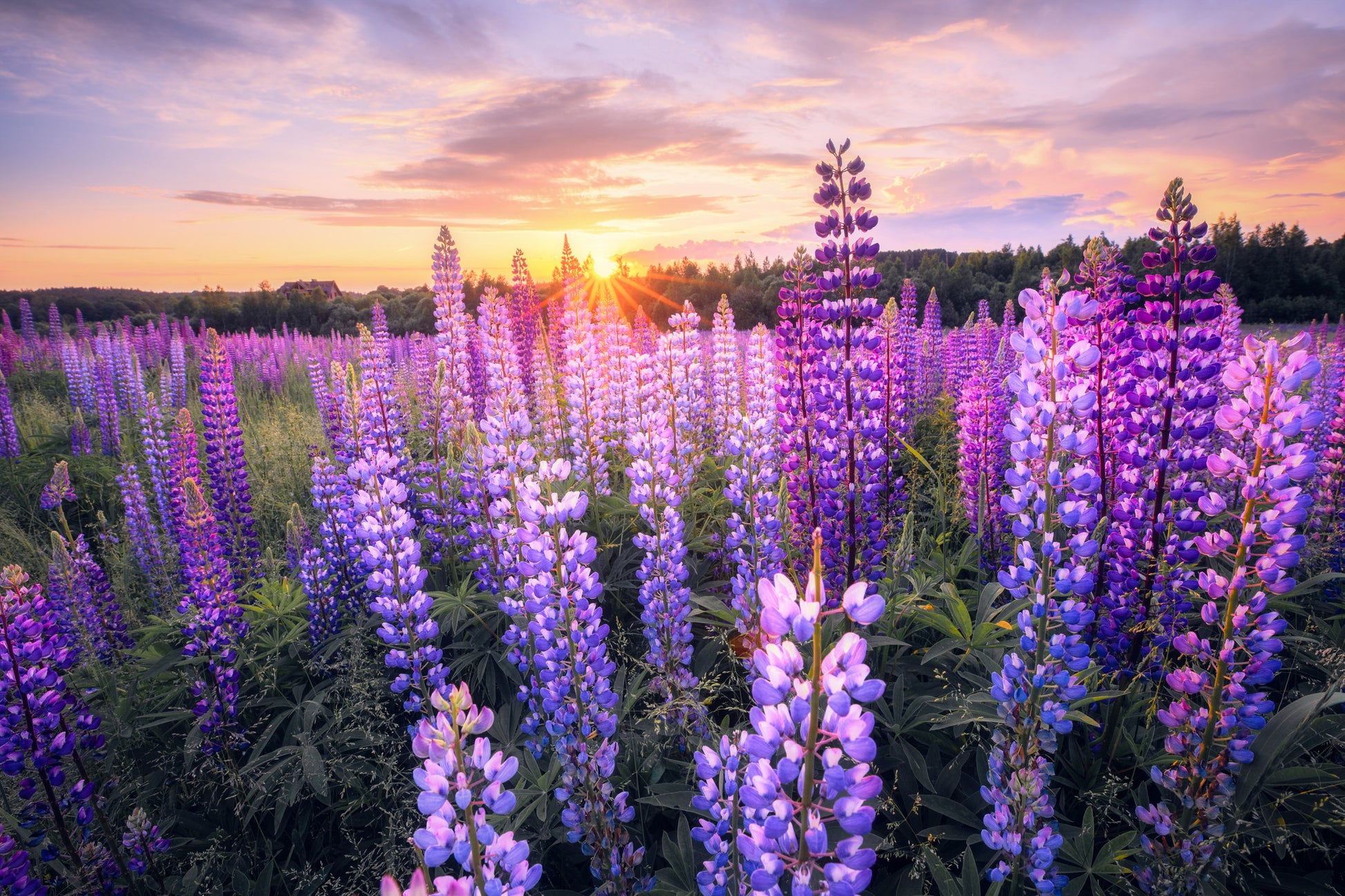 Lupine Flower Field Scenery Photograph Print 100% Australian Made