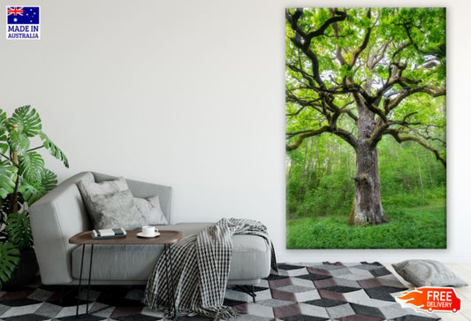 Tree Closeup in Forest Photograph Print 100% Australian Made